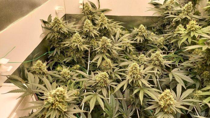 UKHTA. Fruit Gum. Week 14