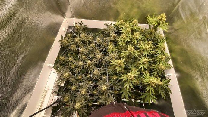 UKHTA. Fruit Gum. Week 14