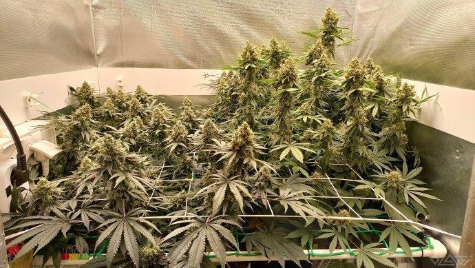 UKHTA. Fruit Gum. Week 15