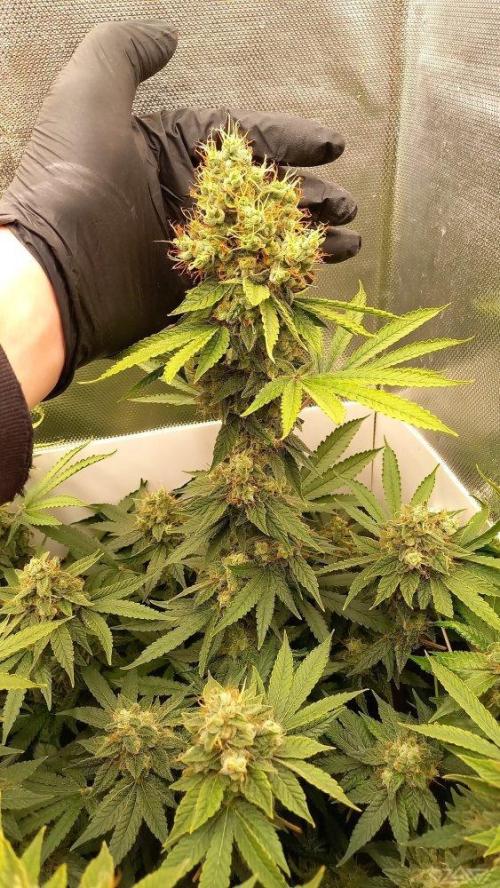 UKHTA. Fruit Gum. Week 15