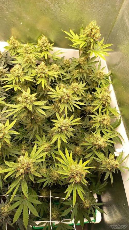 UKHTA. Fruit Gum. Week 15