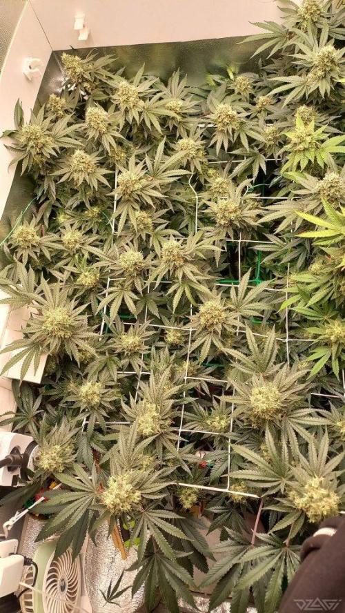 UKHTA. Fruit Gum. Week 15