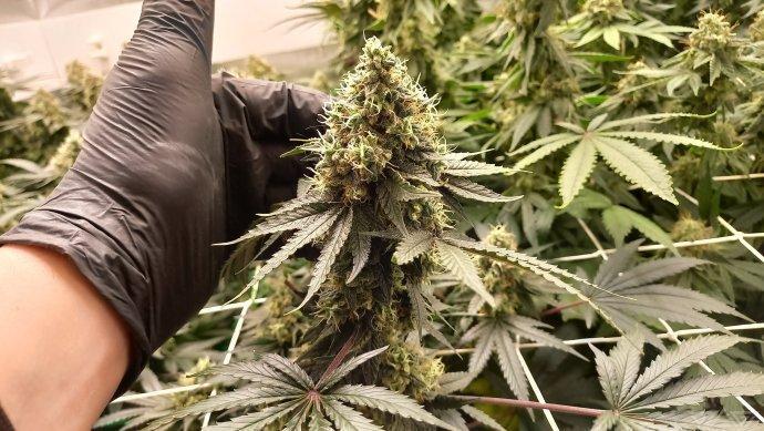 UKHTA. Fruit Gum. Week 15