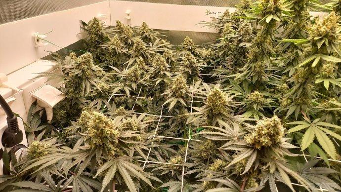 UKHTA. Fruit Gum. Week 15