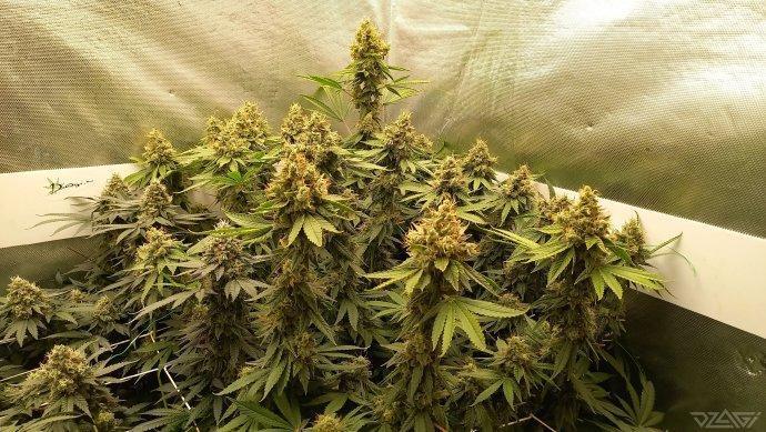 UKHTA. Fruit Gum. Week 15