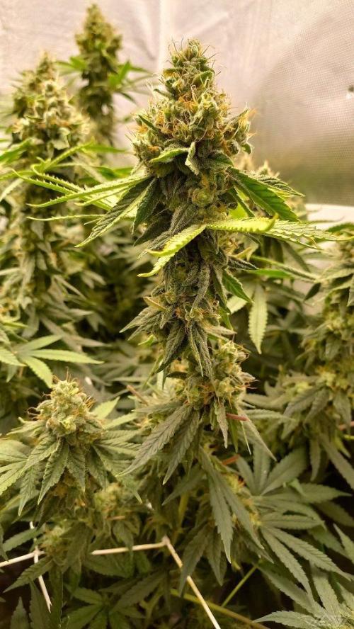 UKHTA. Fruit Gum. Week 15