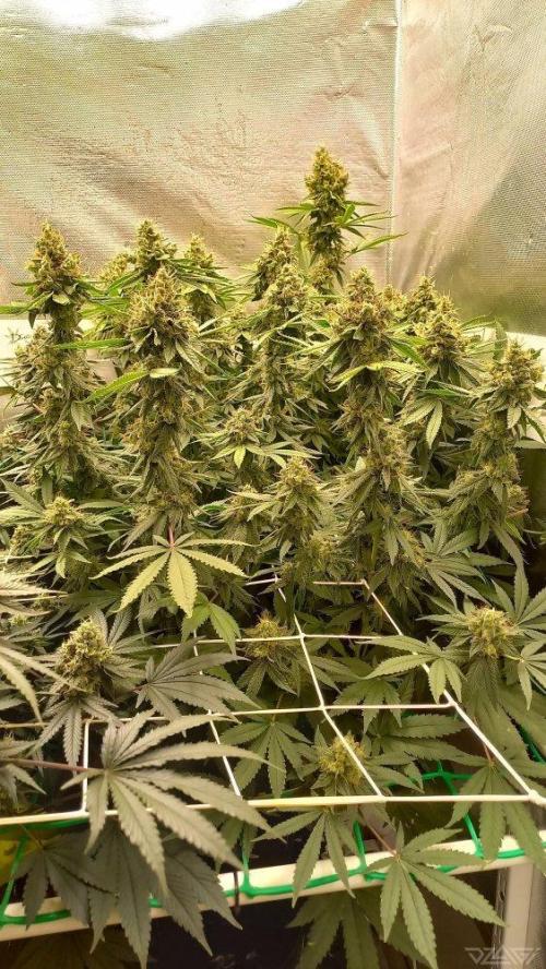 UKHTA. Fruit Gum. Week 15