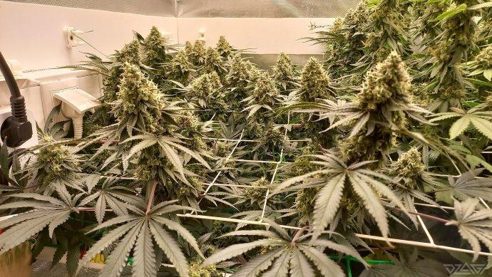 UKHTA. Fruit Gum. Week 15