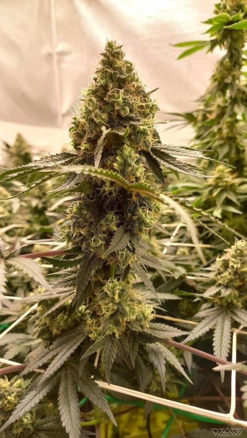 UKHTA. Fruit Gum. Week 15