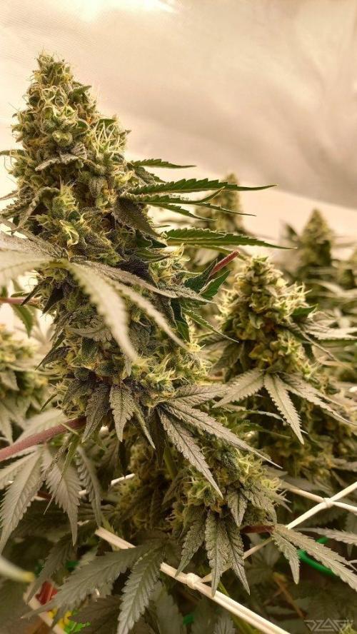 UKHTA. Fruit Gum. Week 15