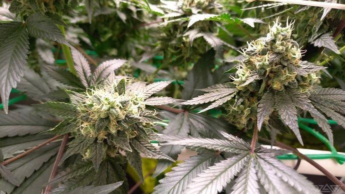 UKHTA. Fruit Gum. Week 15