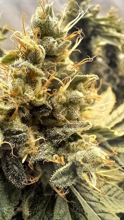 UKHTA. Fruit Gum. Week 15