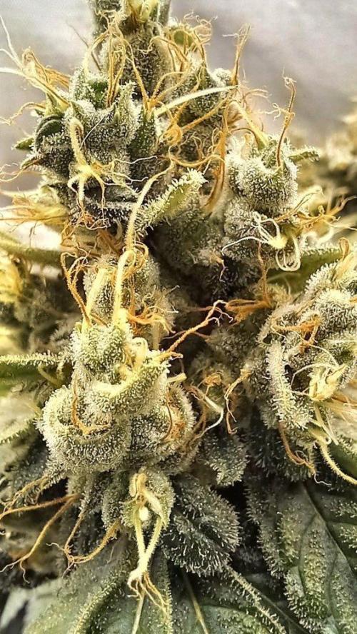 UKHTA. Fruit Gum. Week 15