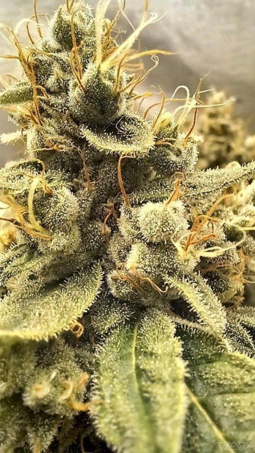 UKHTA. Fruit Gum. Week 15