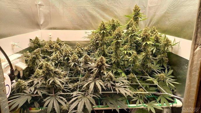 UKHTA. Fruit Gum. Week 16