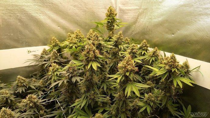 UKHTA. Fruit Gum. Week 16