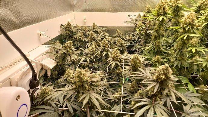 UKHTA. Fruit Gum. Week 16