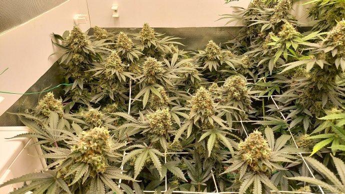 UKHTA. Fruit Gum. Week 16