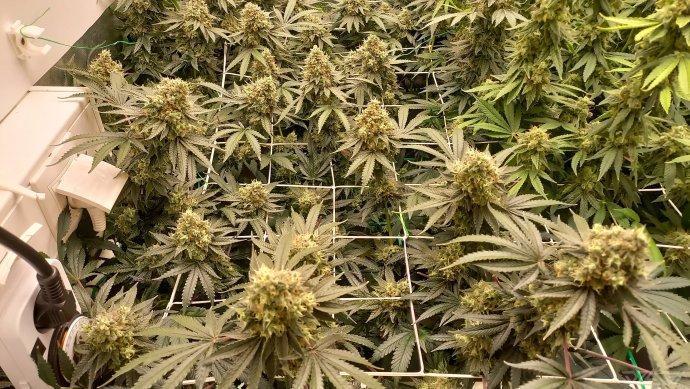 UKHTA. Fruit Gum. Week 16