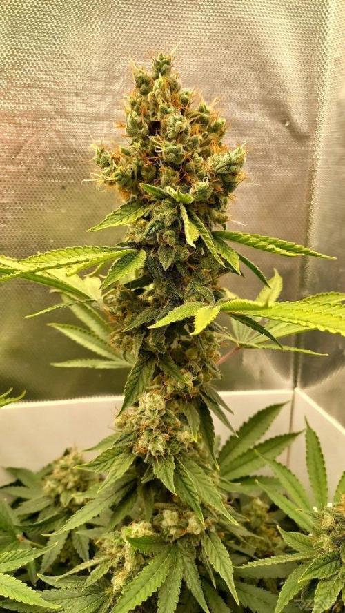 UKHTA. Fruit Gum. Week 16