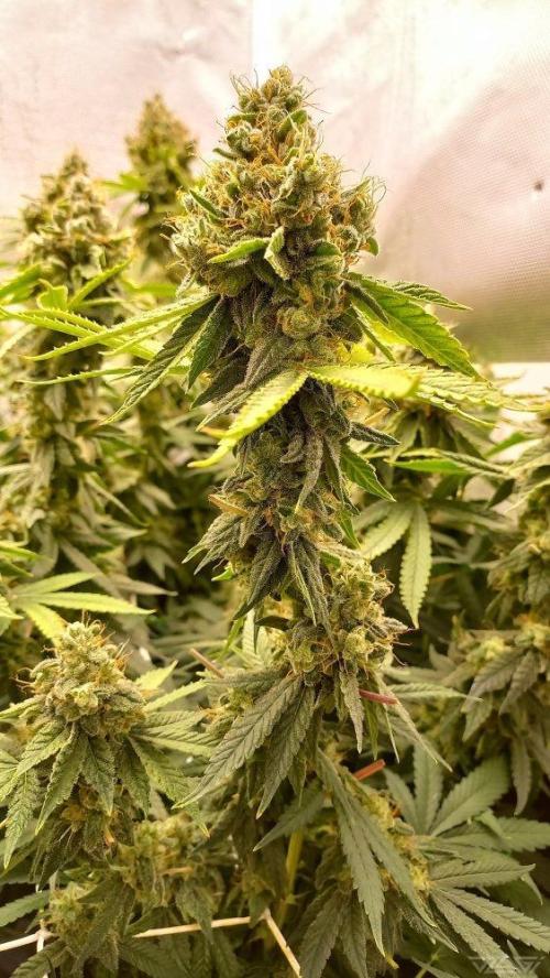 UKHTA. Fruit Gum. Week 16