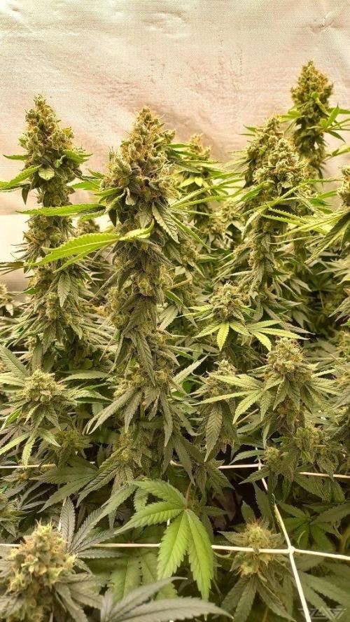 UKHTA. Fruit Gum. Week 16