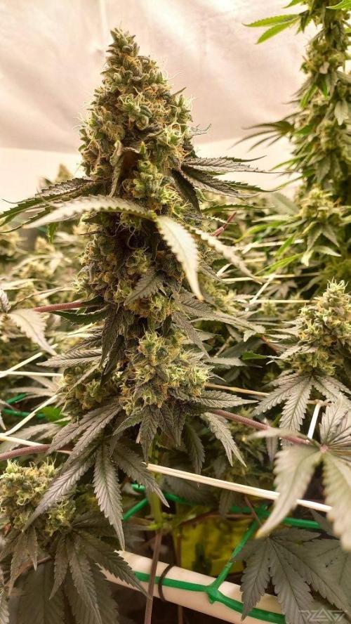 UKHTA. Fruit Gum. Week 16