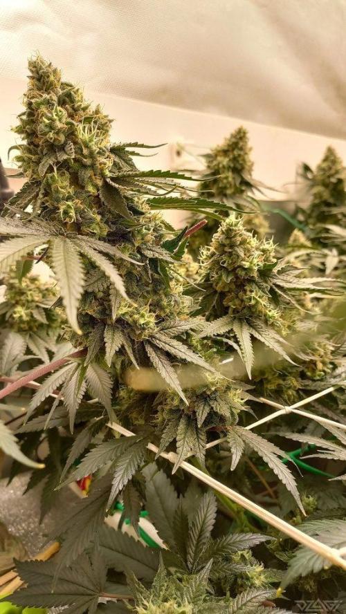 UKHTA. Fruit Gum. Week 16