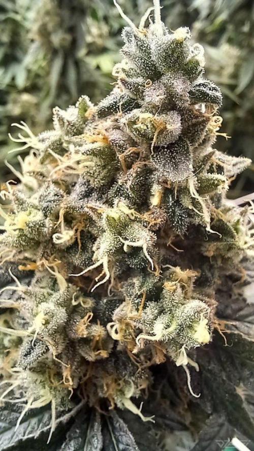 UKHTA. Fruit Gum. Week 16