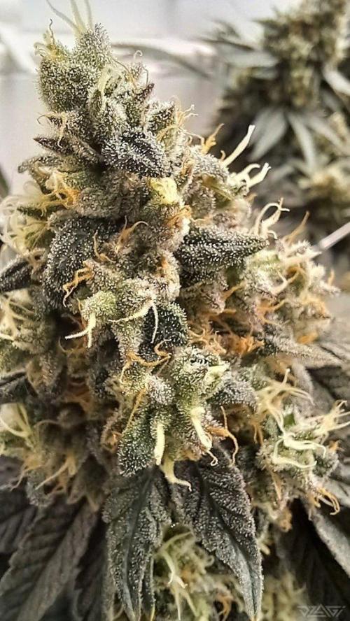 UKHTA. Fruit Gum. Week 16