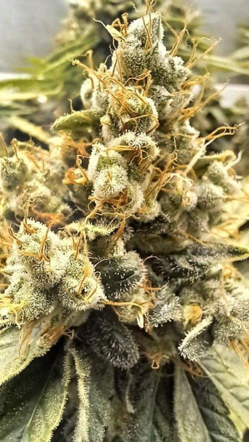 UKHTA. Fruit Gum. Week 16