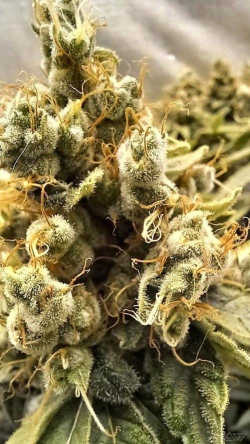 UKHTA. Fruit Gum. Week 16