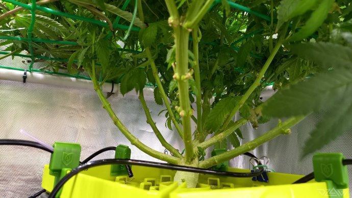 UKHTA. Fruit Gum. Week 16