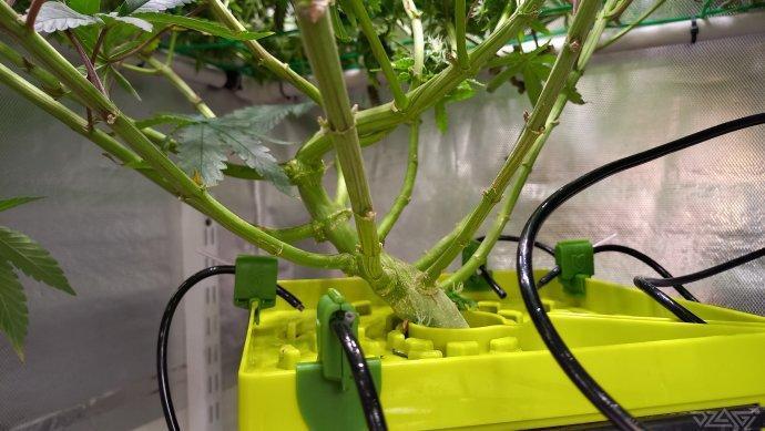 UKHTA. Fruit Gum. Week 16