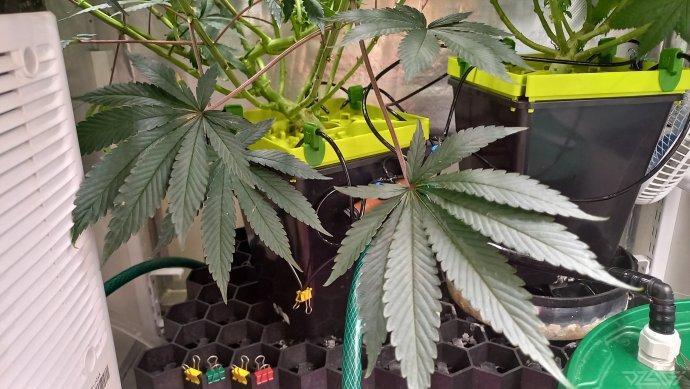 UKHTA. Fruit Gum. Week 16