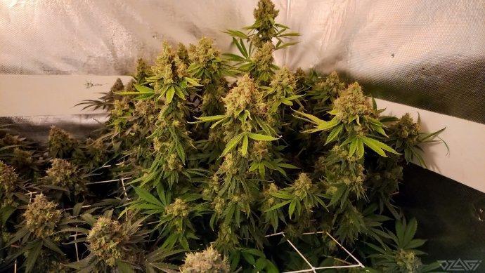UKHTA. Fruit Gum. Week 17