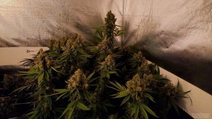 UKHTA. Fruit Gum. Week 17