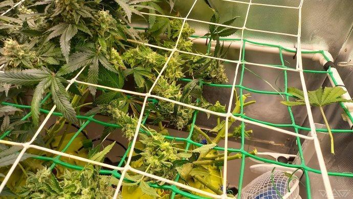 UKHTA. Fruit Gum. Week 17