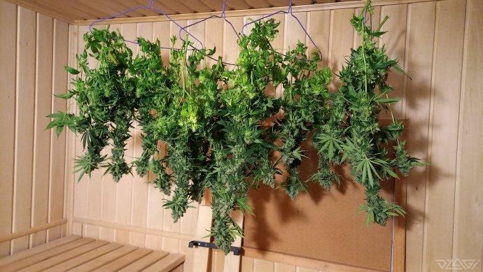 UKHTA. Fruit Gum. Week 18