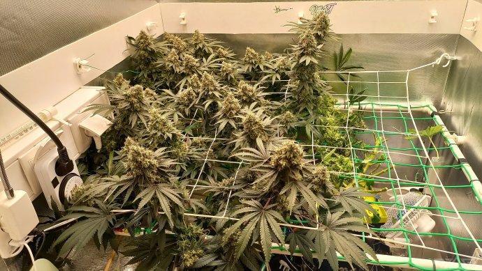 UKHTA. Fruit Gum. Week 18