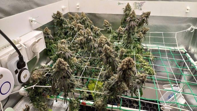 UKHTA. Fruit Gum. Week 18