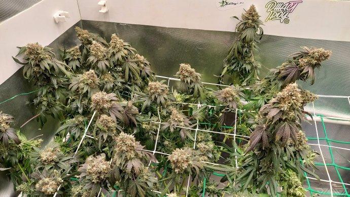 UKHTA. Fruit Gum. Week 18