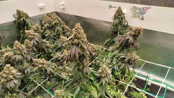 UKHTA. Fruit Gum. Week 18