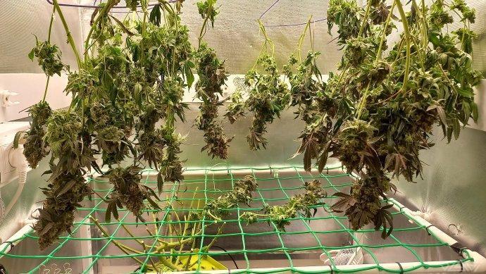 UKHTA. Fruit Gum. Week 18