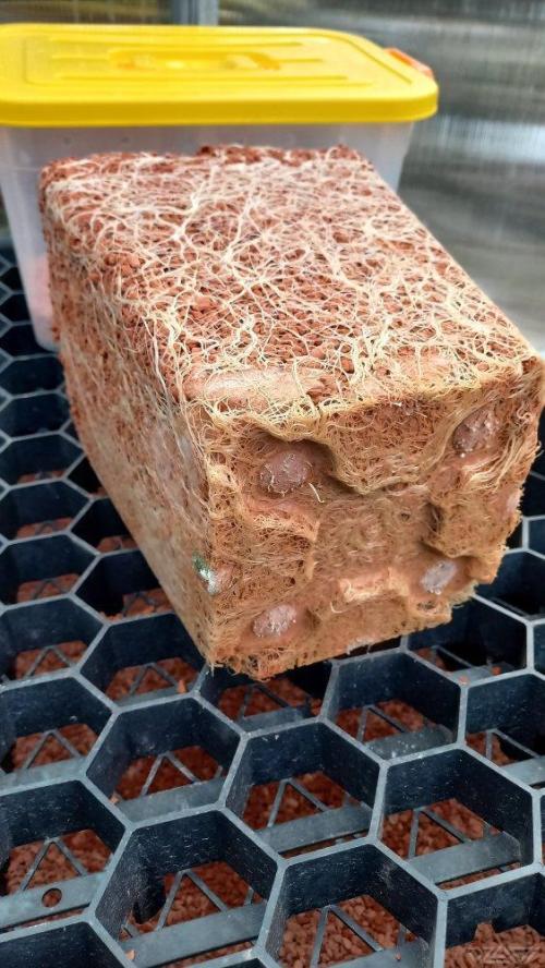 UKHTA. Fruit Gum. Week 19