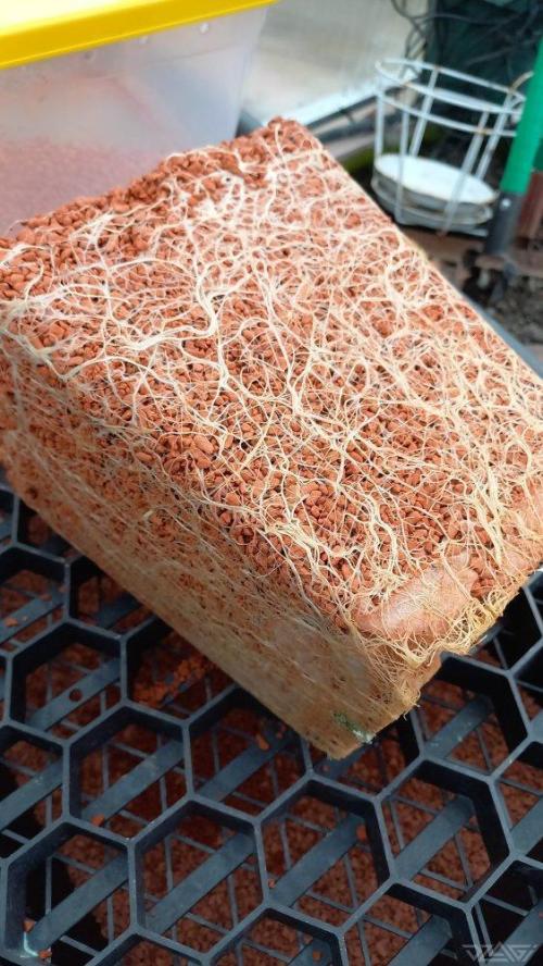 UKHTA. Fruit Gum. Week 19