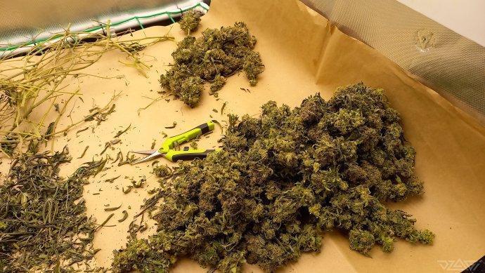 UKHTA. Fruit Gum. Week 19