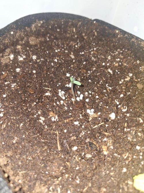 DIY homemade Mini grow (2x BB Auto). Week 0