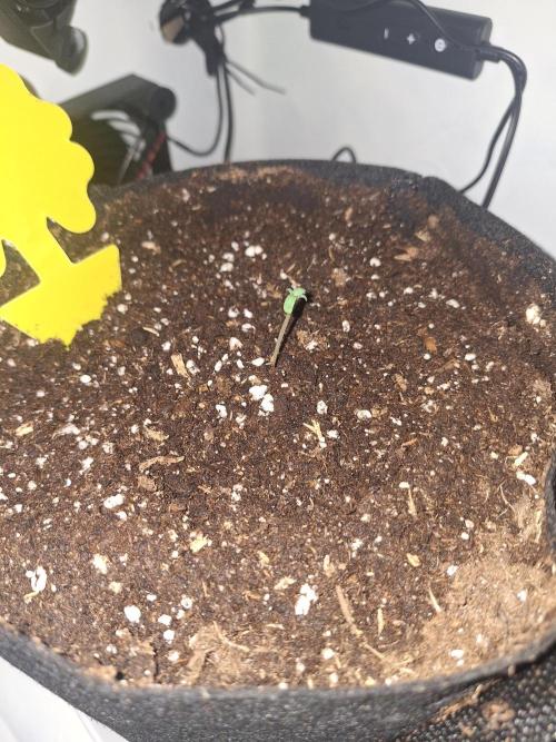 DIY homemade Mini grow (2x BB Auto). Week 0
