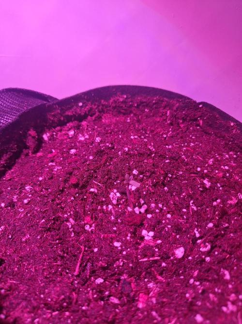 DIY homemade Mini grow (2x BB Auto). Week 0